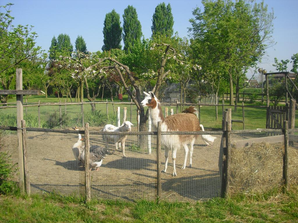 Maison d'hôtes Agriturismo La Penisola à Campo San Martino Extérieur photo
